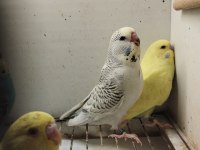Alıştırmalık Bebek Muhabbet Kuşu Yavrular