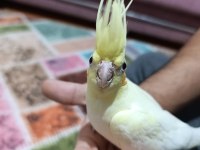 Lutino kırmızı göz sultan papağanı yavru