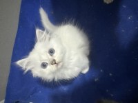Şecereli golden dişi yavru british longhair