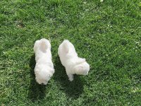 Maltipoo yavrularımız yeni yuvasına gitmeye hazır