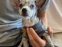 8 aylık merle chihuahua nadir bulunan bir cins