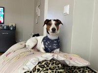 ÇOK ACİL JACK RUSSELL CİNSİ ÇOCUĞUMUZA YUVA!