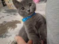 4 aylık sağlıklı british shorthair