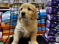 Golden retriever bebekler