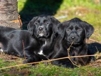 Golden Retriever - Labrador Retriever Mix Bebekler