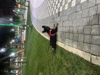 7 Aylık anatomi ve renk güzeli french bulldog Tina
