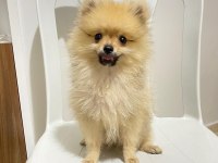2 Aylık Pomeranian Boo