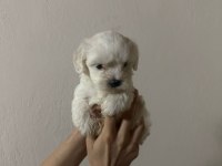 yavru maltese terrierler