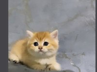 ÖZEL OLMAK İSTEYENE GOLDEN NY12 KEDİLERİMİZ
