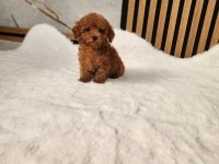 Toy Poodle Yavrularımız