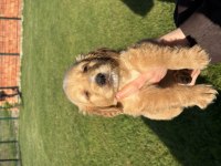 Golden retriever bebekler dişi erkek var