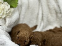 Kore kan toy poodle
