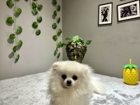 Orta Düzey Kusursuz Güzellikte İthal 2 Yaşında Pomeranian