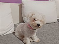 4 aylik terrier bebek uyguna verilecek