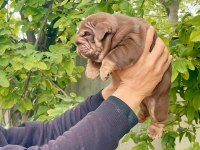 SİTENİN EN RENKLİ EN MÜTEVAZİ İNGİLİZ BULLDOGLARI