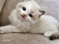 Ragdoll sealbicolor oğullarımızı sahiplendiriyoruz