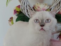 Çok Güzel Bir British Shorthair Dişi