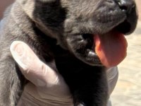 Cane corsa alan koruma köpeği yavruları 