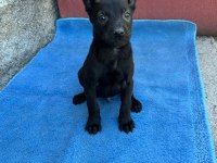 Safkan malinois yavruları