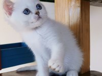 Scottish Straight Shorthair Bs11 33 Erkek