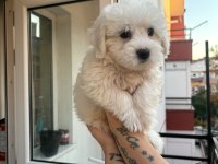 Terrier maltese