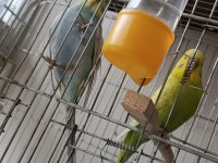EŞ MUHABBET KUŞU