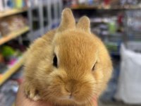 CÜCE NETHERLAND DWARF TAVŞANLAR