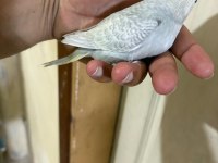 29 GÜNLÜK KONUŞTURMALIK BEBEK MUHABBET KUŞU