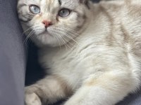 British blue point dişi kedimiz