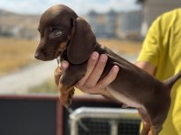 Ankaranın Çok Özel Mini Dachshund Yavrusu