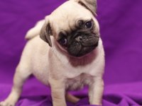 DÜNYA TATLISI PUG YAVRULARI