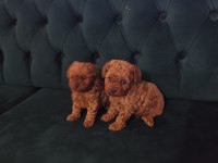 Lekesiz Kore Poodle Bebekler