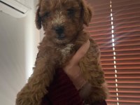 Ankara'da uygun toy poodle kendi bebeklerimiz