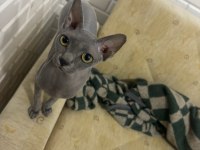 ORİJİNAL SPHYNX (TÜYSÜZ) YENİ YUVASINI ARIYOR