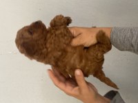 Red toy poodle bebekler