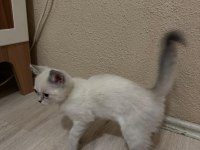 3. ayına yaklaştı aynı renk yavru kediden 8 tane var şuanda