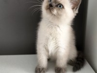 British shorthair Blue point Erkek yavrum