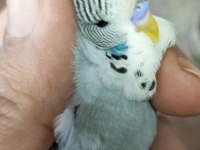 yavru Jumbo muhabbet kuşu her renk var maşallah
