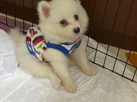 2.5 aylık yavru pomeranian boo