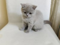 A+ kalite lilak rengi özel bir dişi british shorthair