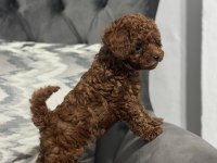 Bebek Surat Toy Poodle