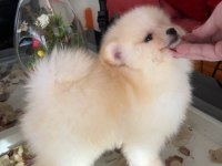 Pomeranian Boo Erkek Köpeğimiz