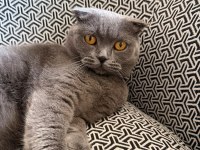 2 yaşında kısır scottish fold dişi