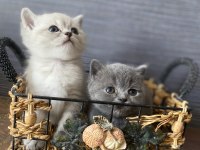 British Shorthair Gri