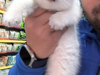 A kalite british ve scottish fold yavrular
