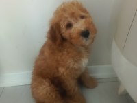 Toy poodle 3 aylık