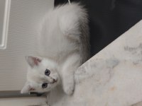 Safkan british shorthair silver dişi yavru