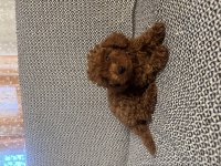 Sevimli poodle