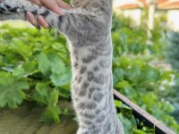 Silver Bengal Kedisi 3 Aylık