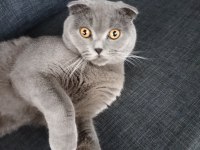 Oyuncu duman scottish fold